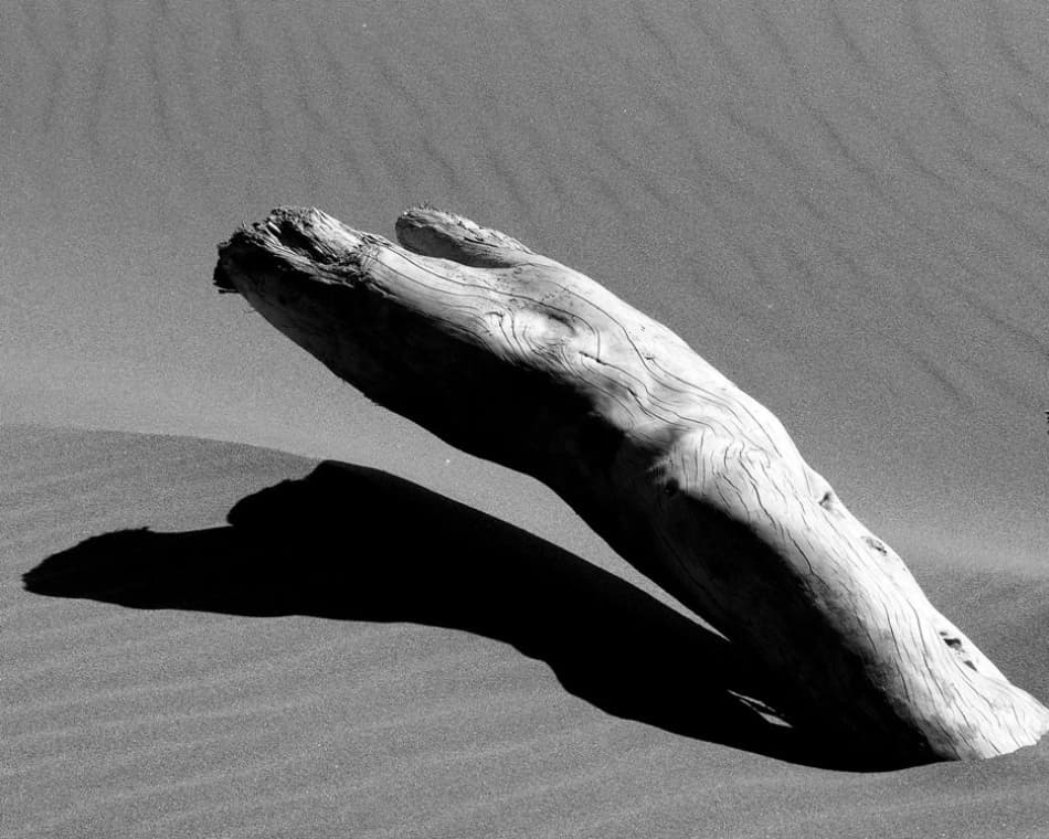 Desert Driftwood Shadow by Miron Abramovici — canvas wall art