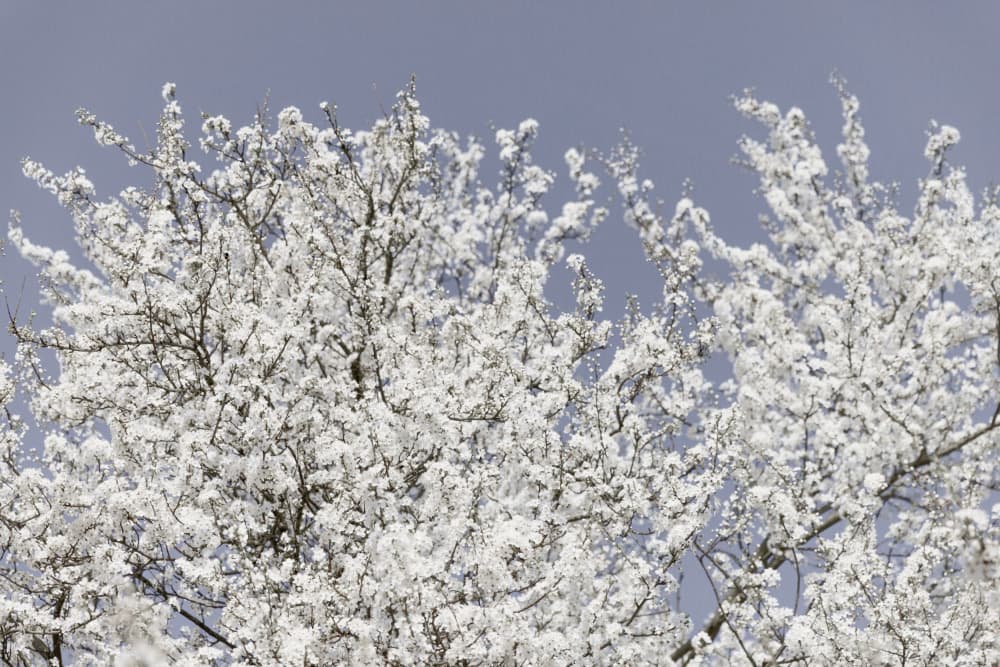 White Spring Blossoms by Mareike Böhmer — canvas wall art