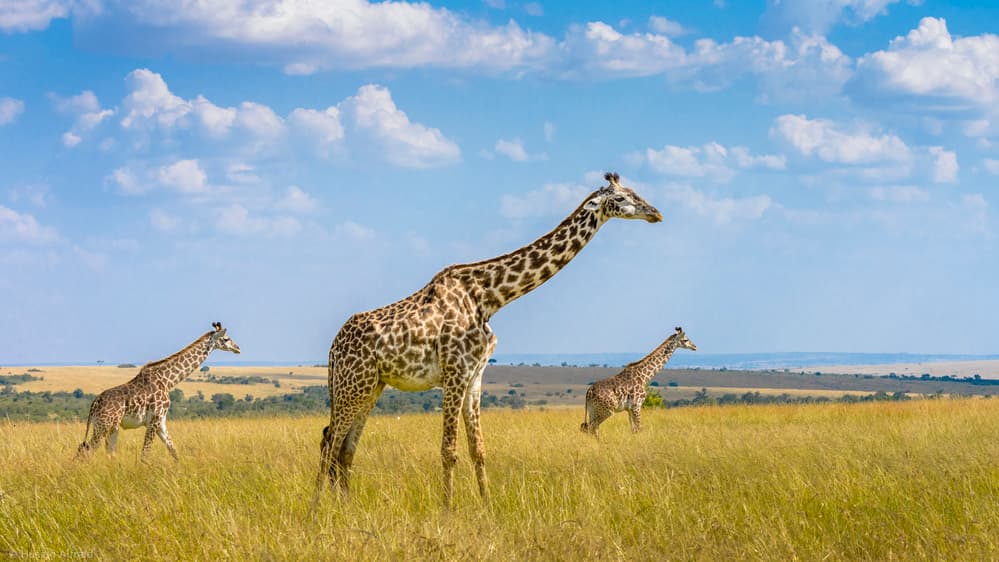 Wild African Giraffes by Husain Alfraid — canvas wall art