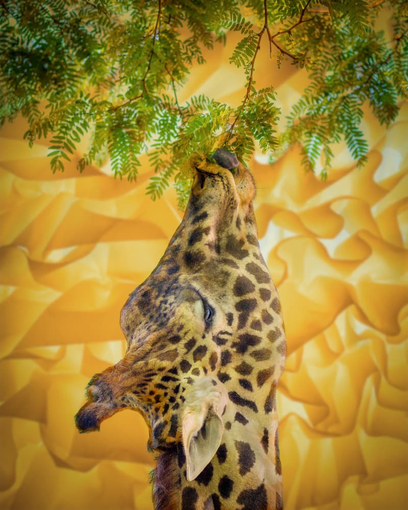 Giraffe Reaching Green Leaves by Ed Esposito — canvas wall art