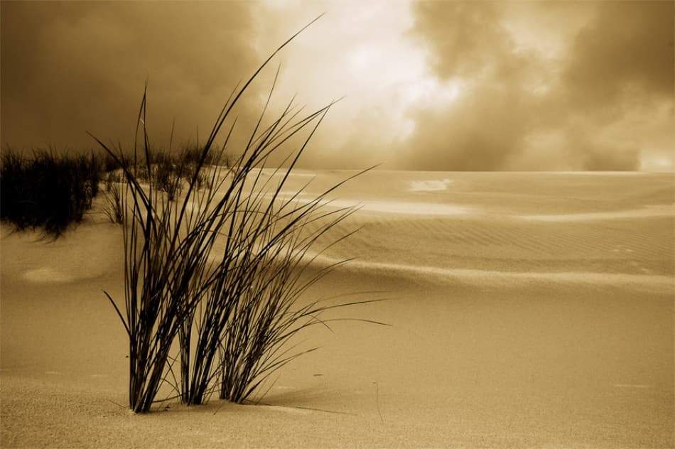 Dune Grass Sepia Sky by Ole Nielsen — canvas wall art