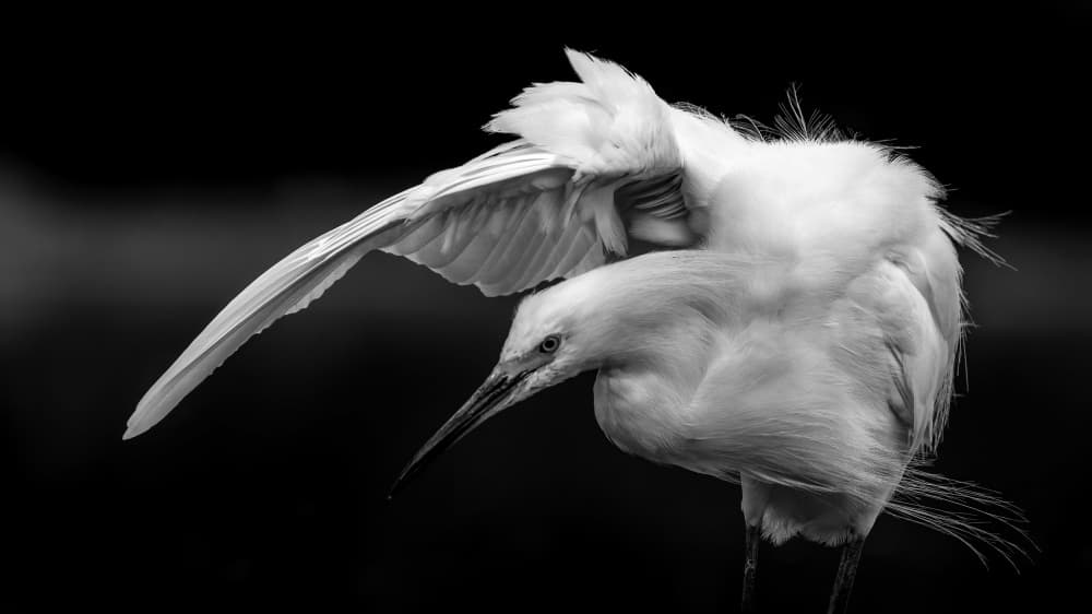 Elegant Egret Wings by verdon — canvas wall art