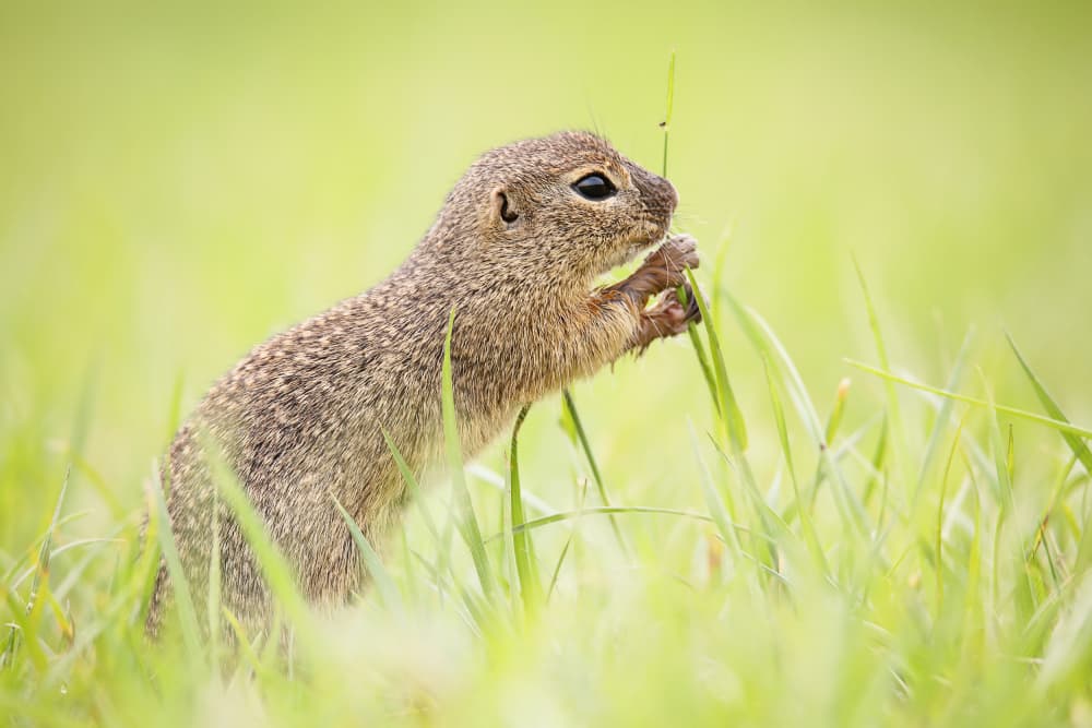 Cute Squirrel Grazing by Judith Kuhn — canvas wall art