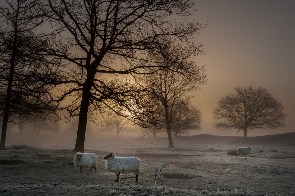 Misty Morning Sheep by Piet Haaksma — canvas wall art
