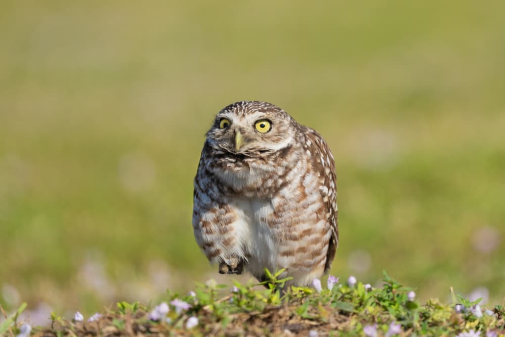 Curious Burrowing Owl by James Cai — canvas wall art