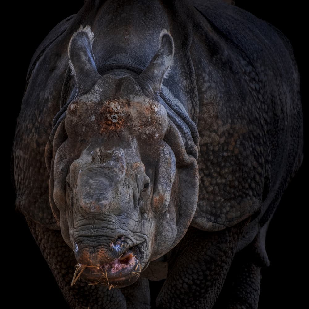 Indian Rhino Portrait by Vitor Martins — canvas wall art
