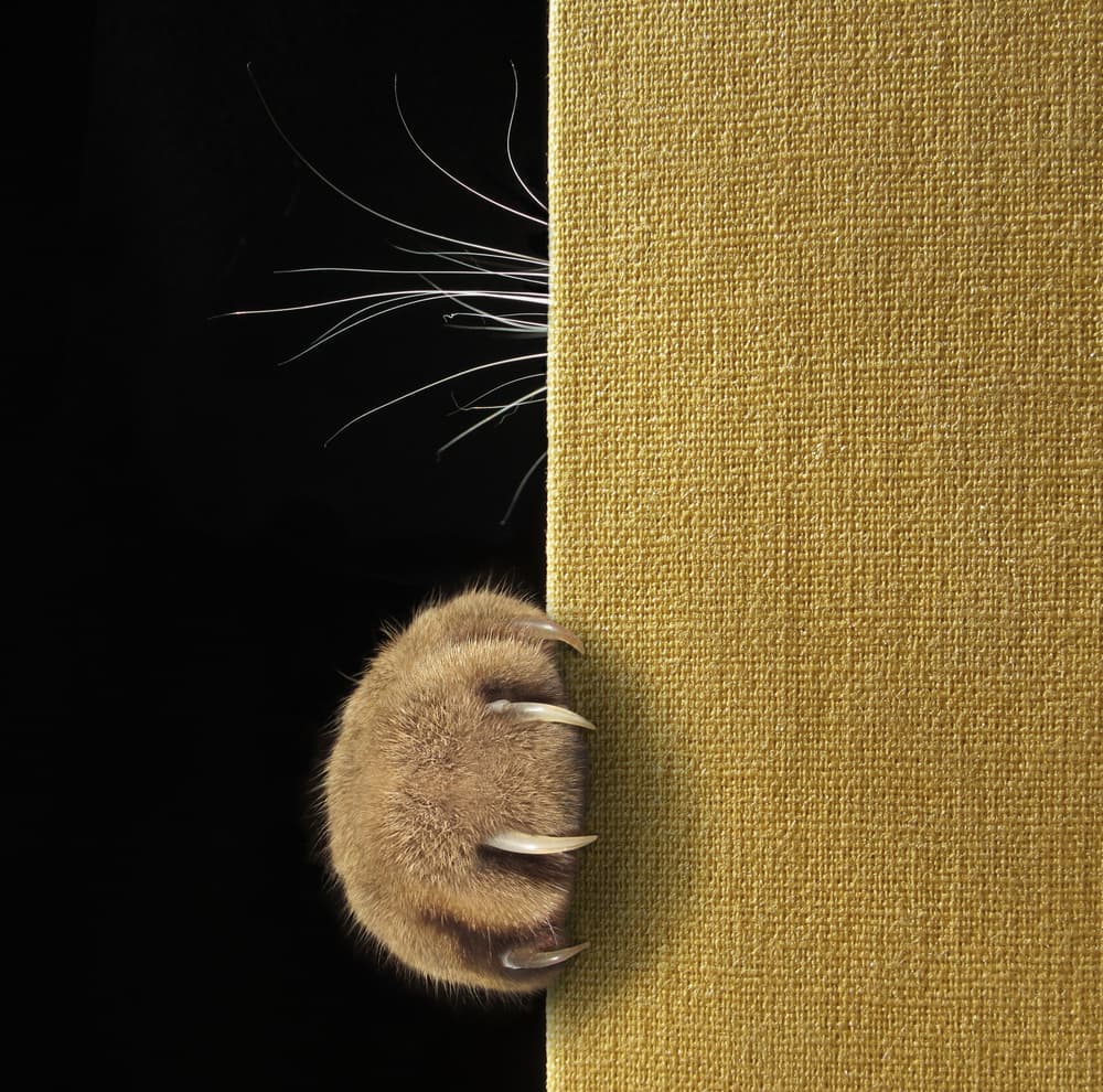 Cat's Curious Paw by Iryna Kuznetsova (Iridi) — canvas wall art