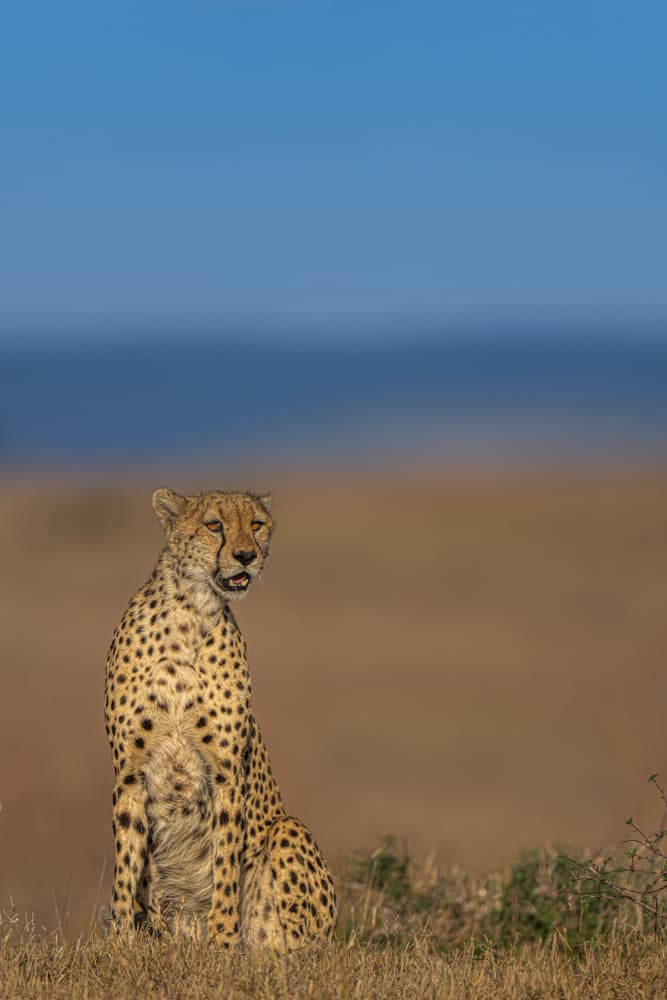 African Cheetah Watch by Yogesh Bhatia — canvas wall art