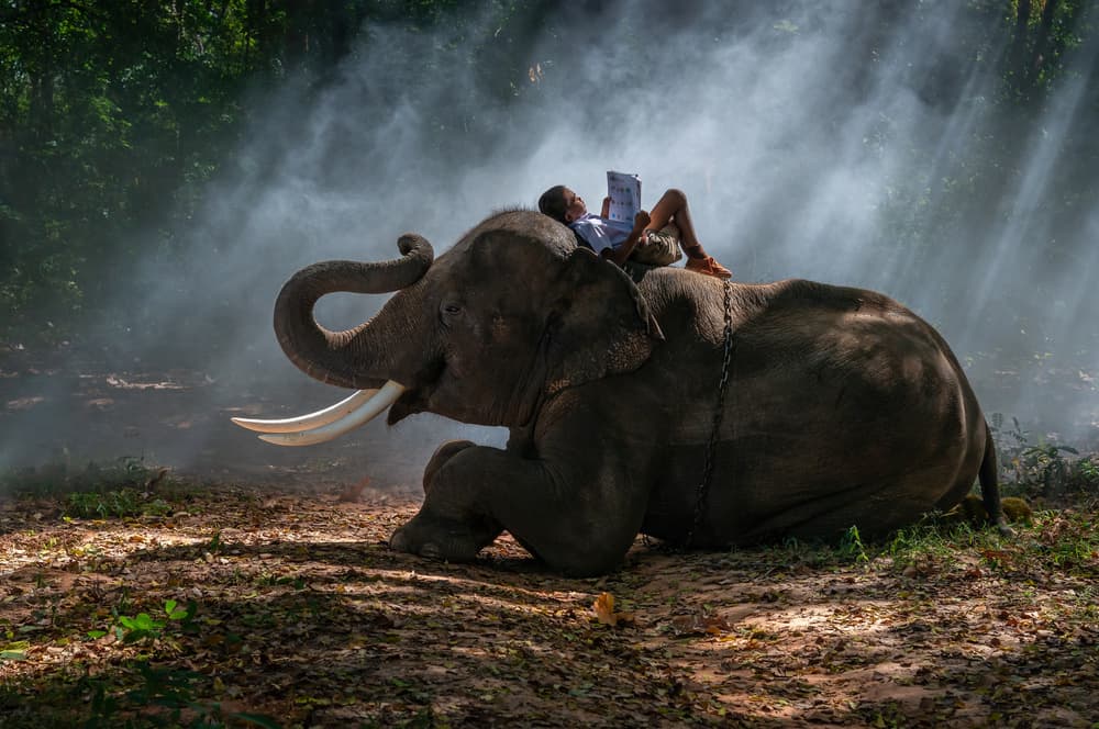 Peaceful Elephant Read by Prasad Malgaonkar — canvas wall art