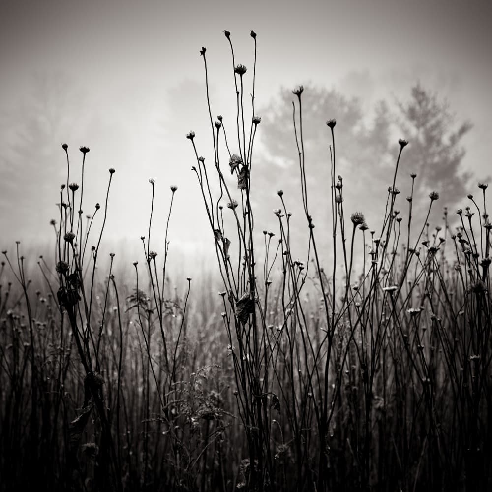Misty Field Stems by Louis Wallach — canvas wall art