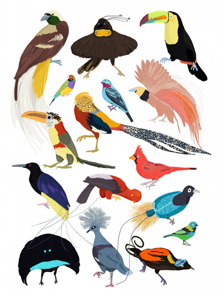 Colorful Exotic Birds by Hanna Melin — canvas wall art