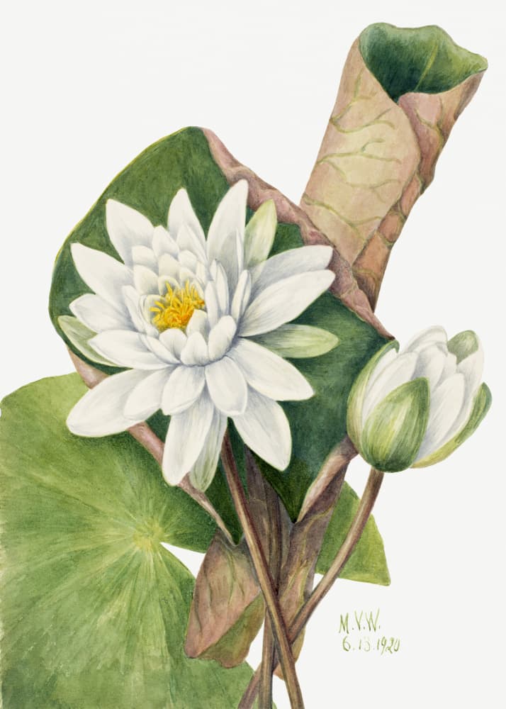 American Waterlily (1920) by Mary Vaux Walcott — canvas wall art