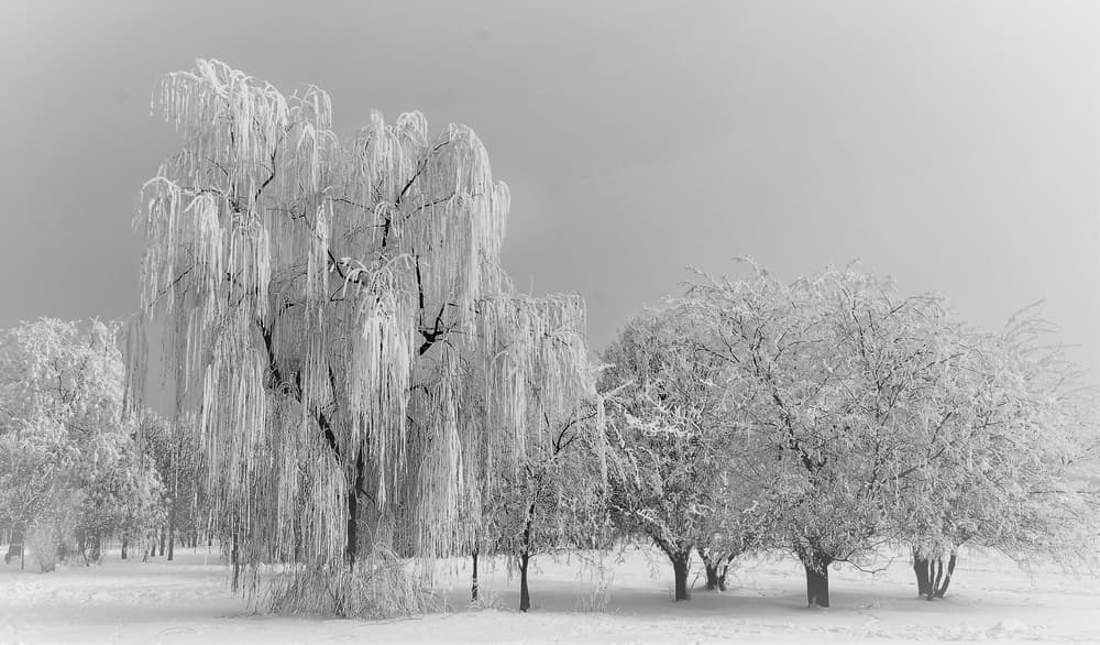 Frozen Willow Park by Cristian Andreescu — canvas wall art