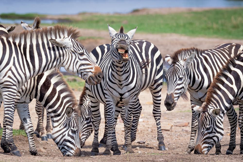 Wild Zebra Grin by Jeffrey C. Sink — canvas wall art