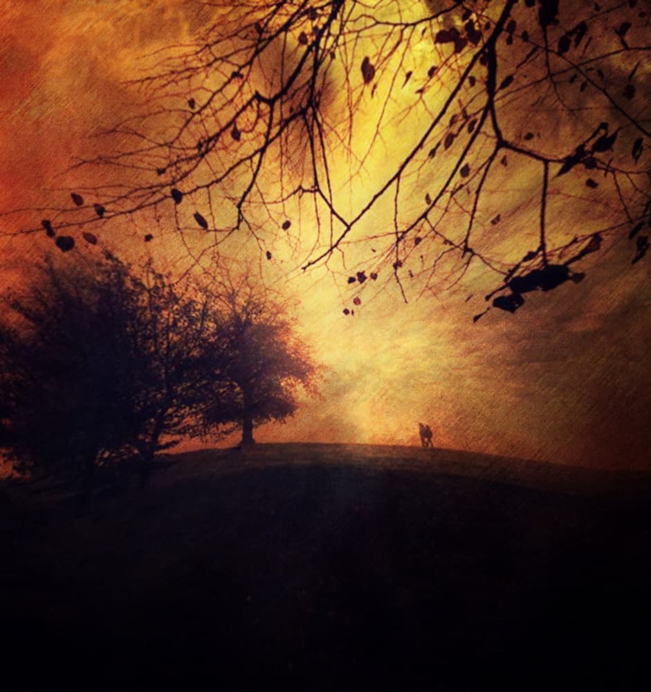 Golden Autumn Silhouettes by Robert Fabrowski — canvas wall art
