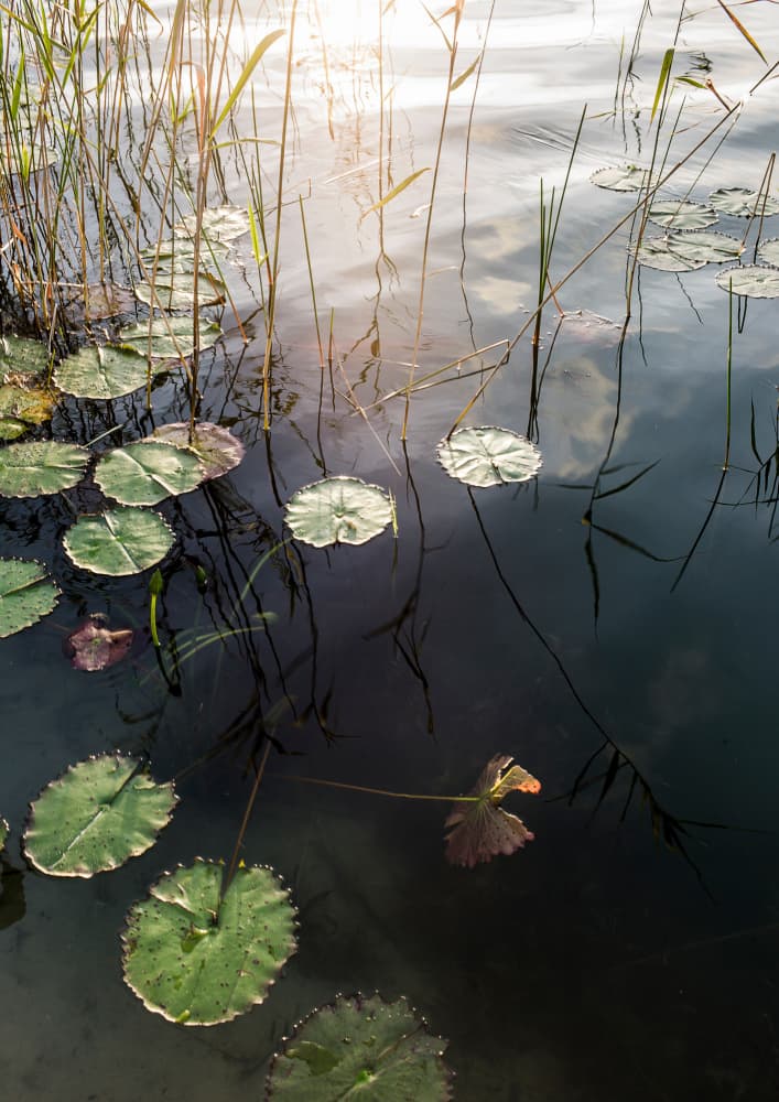 Lily's Tranquil Dawn by Shot by Clint — canvas wall art