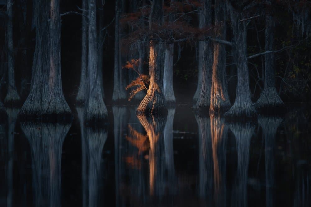 Golden Cypress Reflections by Alexandr Kukrinov — canvas wall art