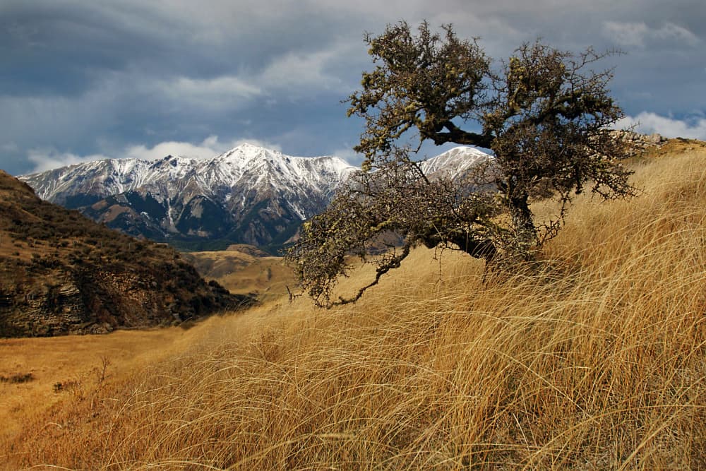 Solitary Tree Snowy Peaks by Dragan Keca — canvas wall art