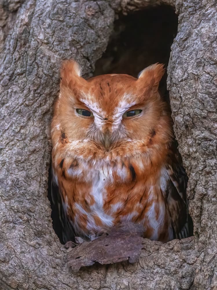 Watchful Screech Owl by Leechee Z — canvas wall art