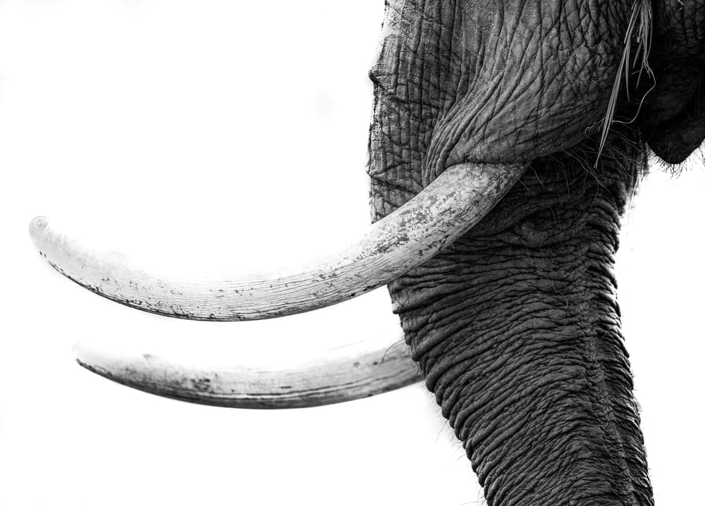Wild Elephant Close Up by Jaco Marx — canvas wall art