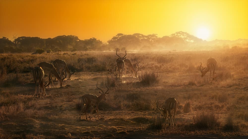 Impalas Savanna Sunrise by joanaduenas — canvas wall art