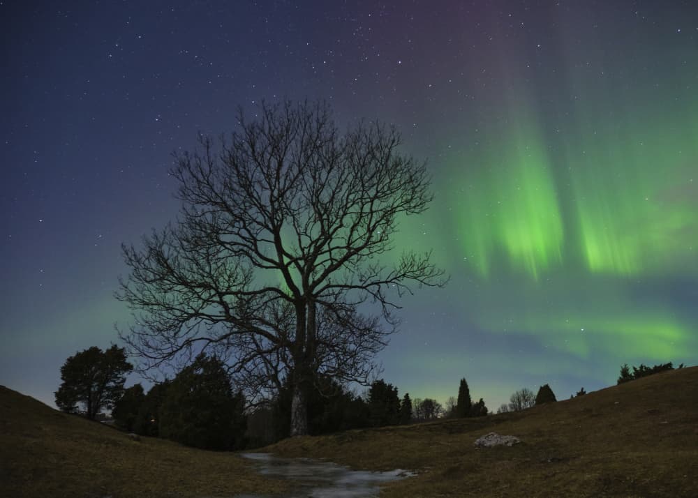 Green Aurora Night Sky by Hamed Bank — canvas wall art