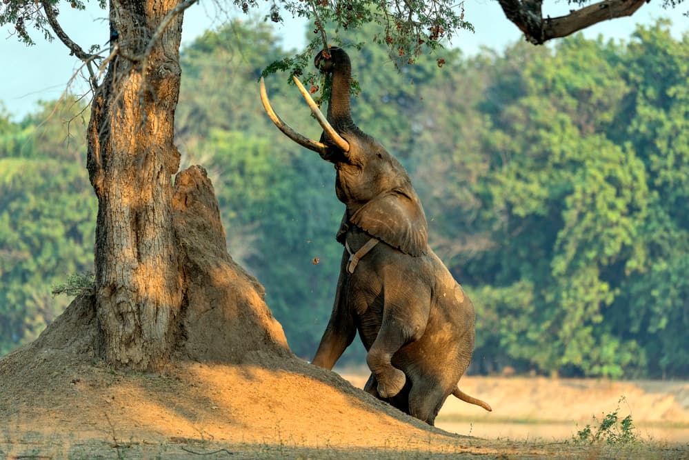 African Elephant Foraging by Giuseppe DAmico — canvas wall art