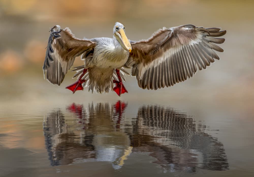 Pelican Landing Reflection by Marketa Zvelebil PhD LRPS CrGP. — canvas wall art