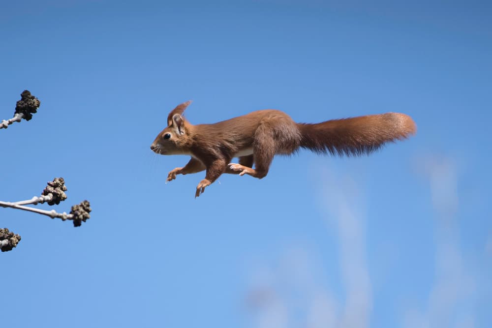 Red Squirrel Midair Jump by Hannes Bertsch — canvas wall art