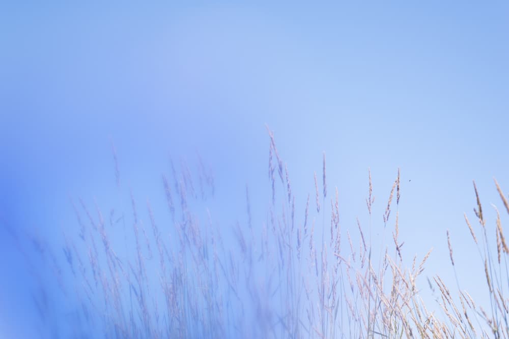 Blue Sky Grass by Lynann Colligan — canvas wall art