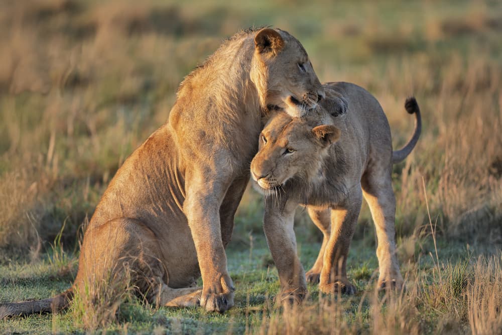 Lions Gentle Affection by Alessandro Catta — canvas wall art