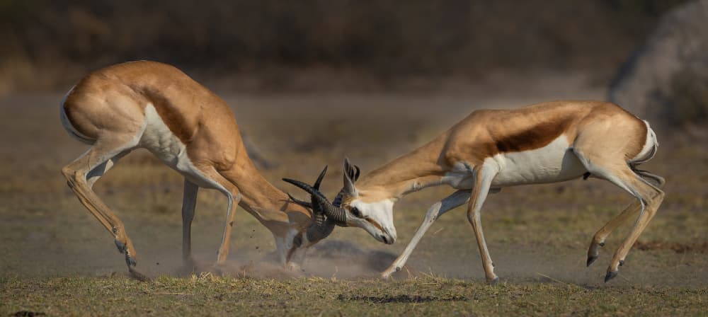 Springbok Showdown by Jannes Drotsky — canvas wall art