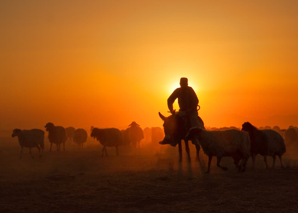 Golden Hour Shepherd by Feyzullah Tunç — canvas wall art