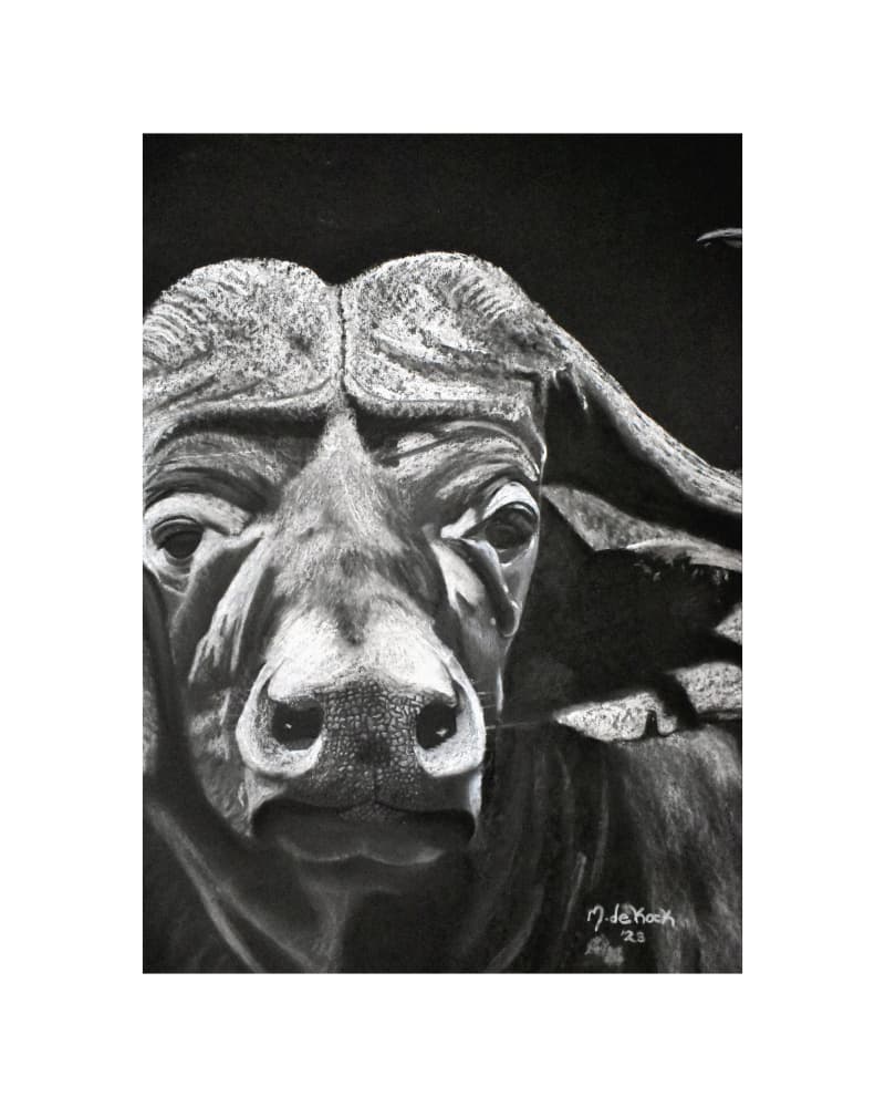 Bufalo by Marchelle de Kock — canvas wall art