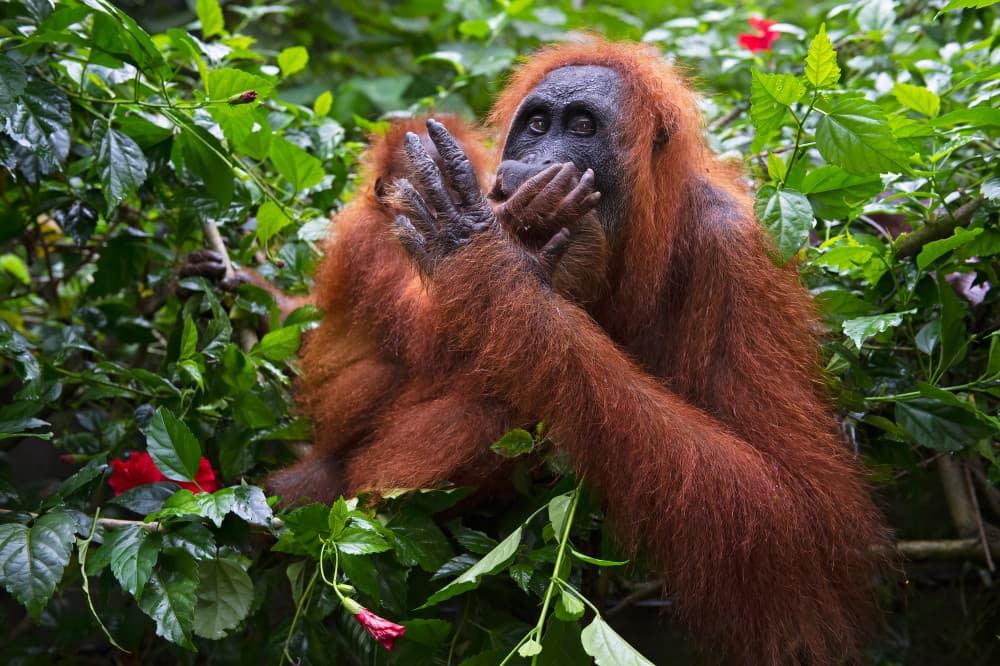 Shy Forest Orangutan by Marco Pozzi — canvas wall art