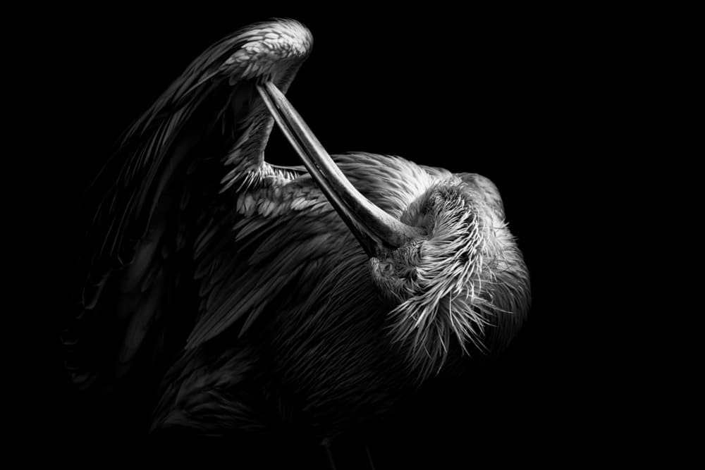 Monochrome Pelican Preening by hong jing CHUNG — canvas wall art