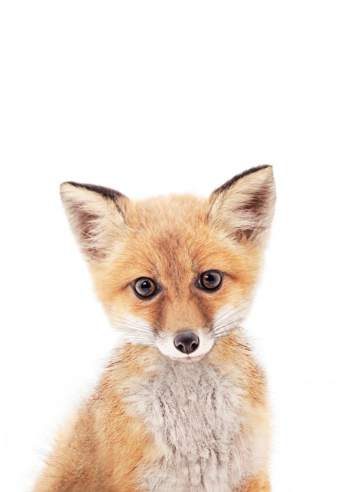 Baby Fox by Kathrin Pienaar — canvas wall art
