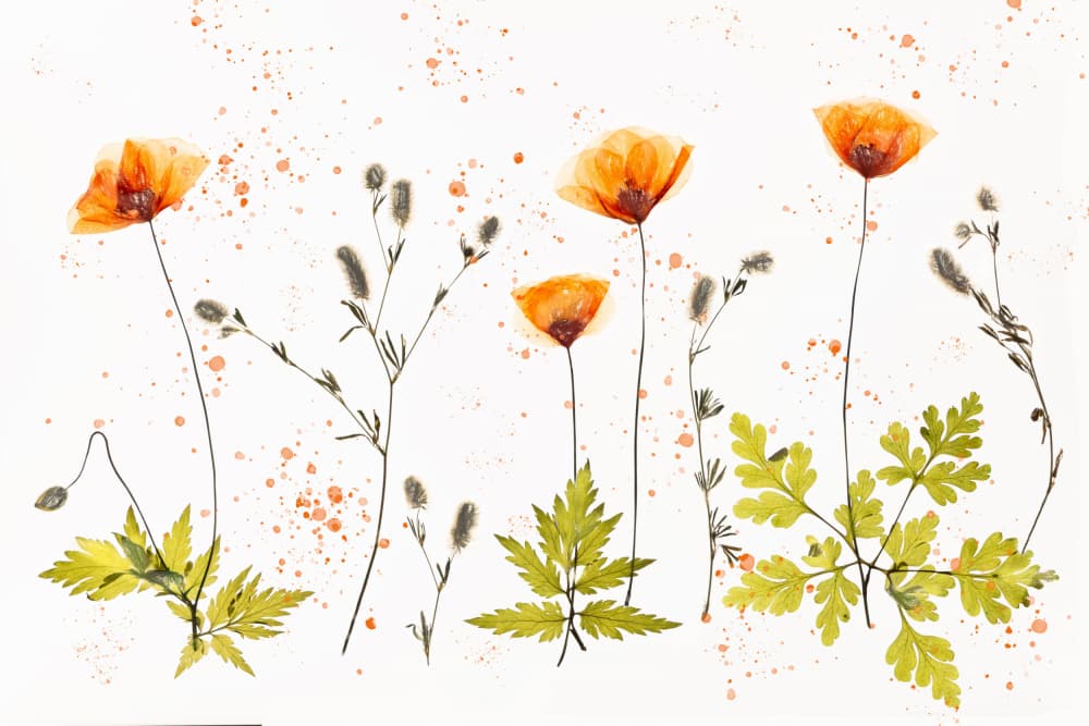 Orange Poppies and Ferns by brigitte van krimpen — canvas wall art