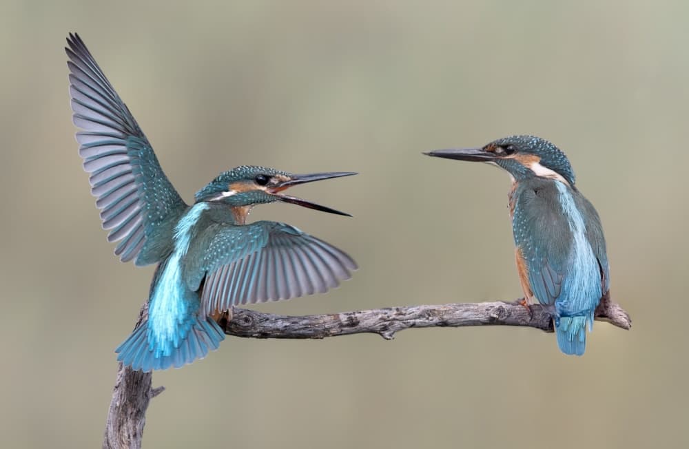 Kingfisher Conversation by Eyal Amer — canvas wall art