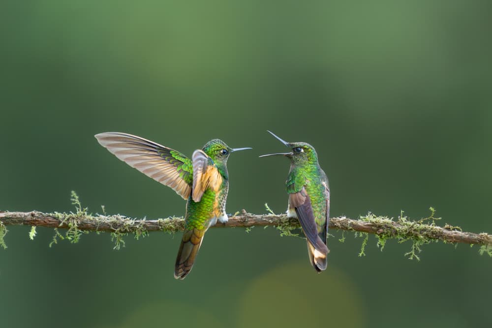Hummingbird Conversation by Rajat Dhesi — canvas wall art