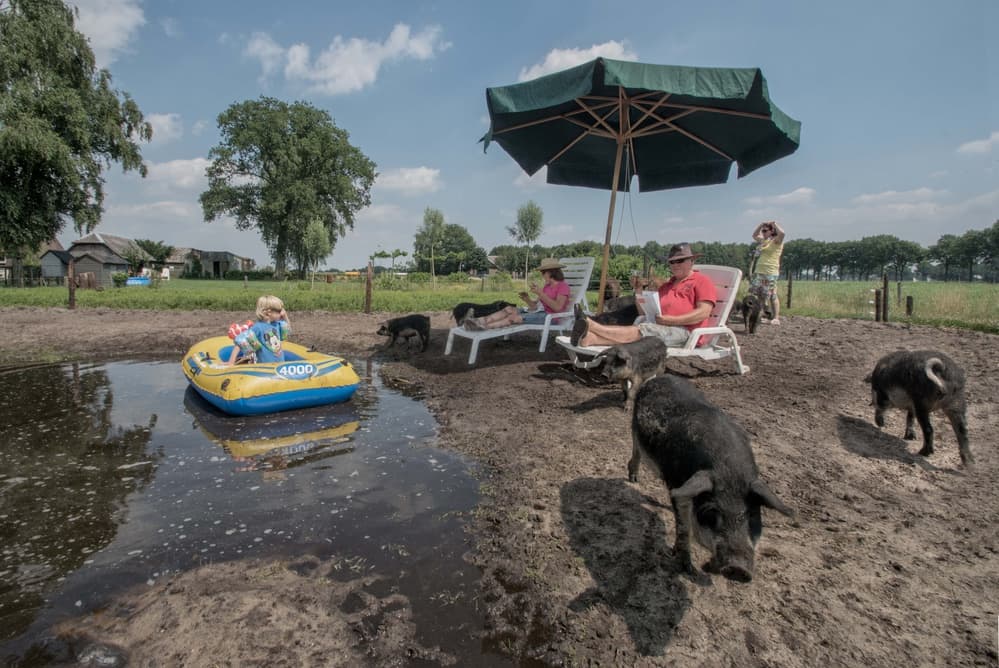 Pigs Puddle and Play by Gert van den Bosch — canvas wall art