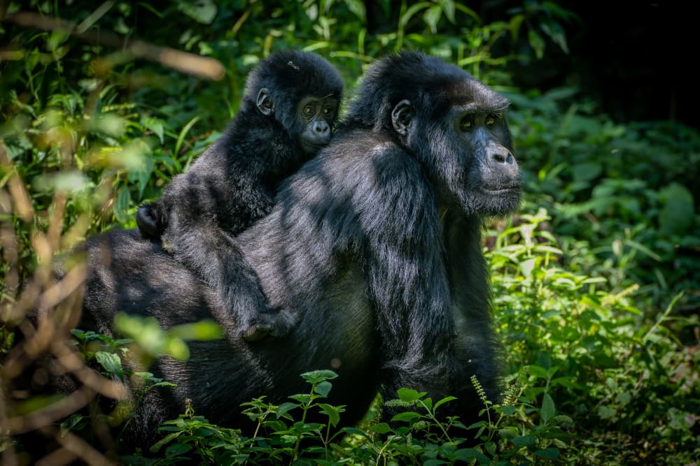 Gorilla Mother and Child by Jose Curto — canvas wall art