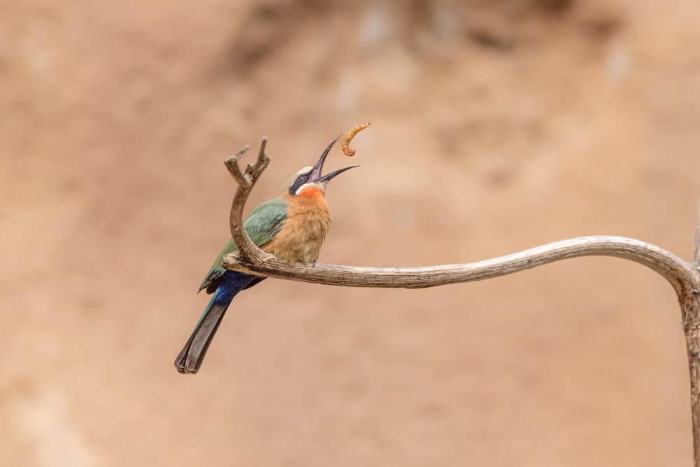 Colorful Bee-eater Catches Worm by Bill Lu — canvas wall art