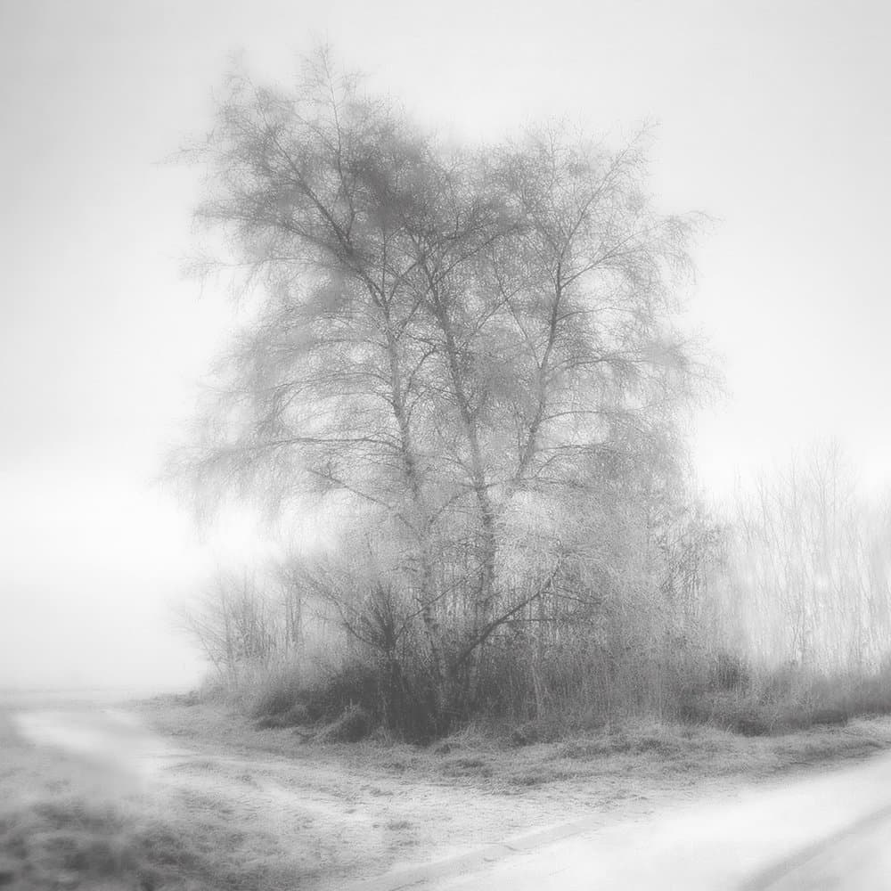 Misty Winter Trees by Yvette Depaepe — canvas wall art