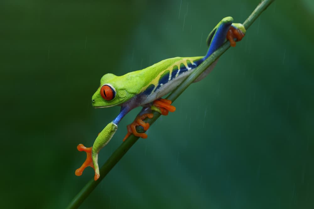 Vibrant Red Eyed Treefrog by Qing Zhao — canvas wall art