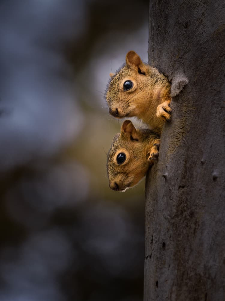 Curious Squirrels Peeking by Lian Tang — canvas wall art