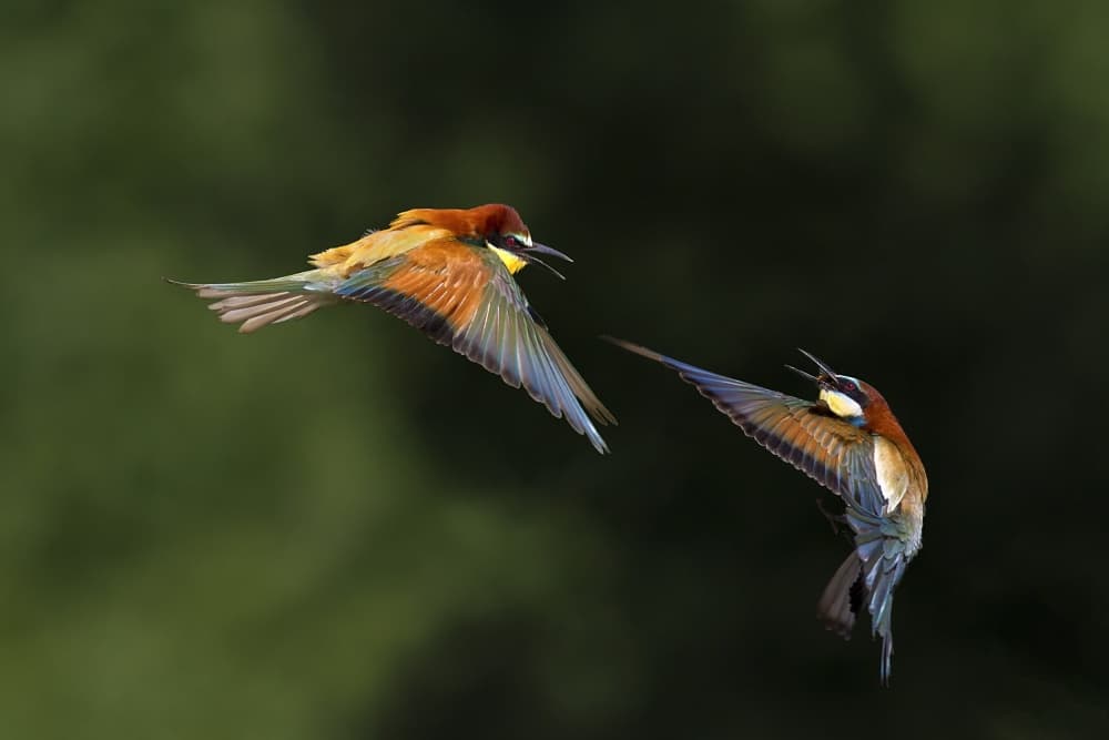 Vibrant Bee-eaters Flying by Marco Redaelli — canvas wall art