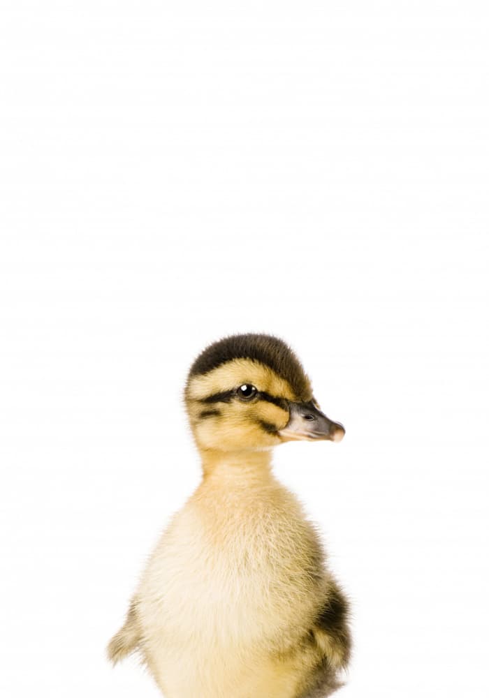 Baby Duck by Kathrin Pienaar — canvas wall art