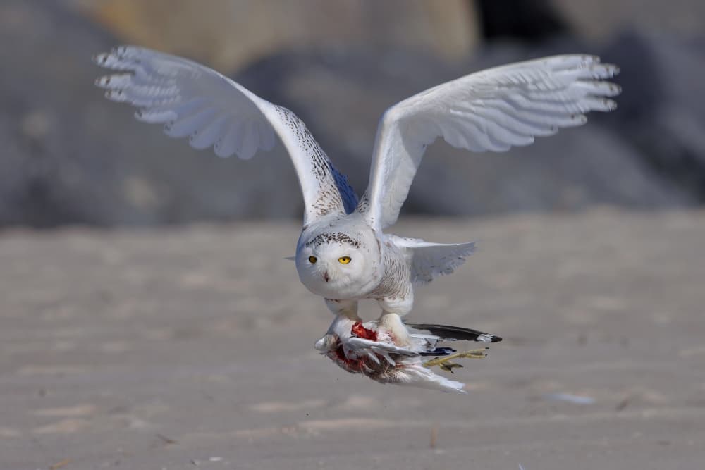 Snowy Owl Flight by Gavin Lam — canvas wall art