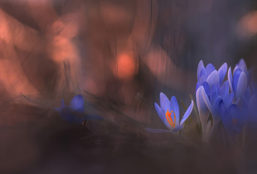 Dreamy Blue Crocus Blooms by Ylva Sjögren — canvas wall art